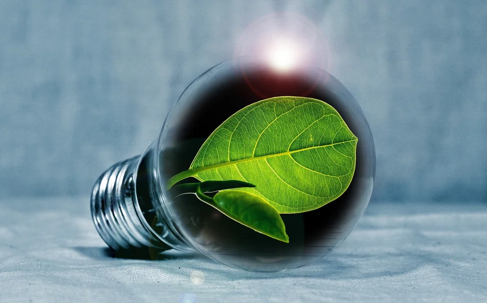 light bulb containing green leaves