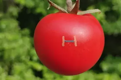 Biodegradable magnetic field sensor printed on a tomato – an example of sustainable bioelectronics.
