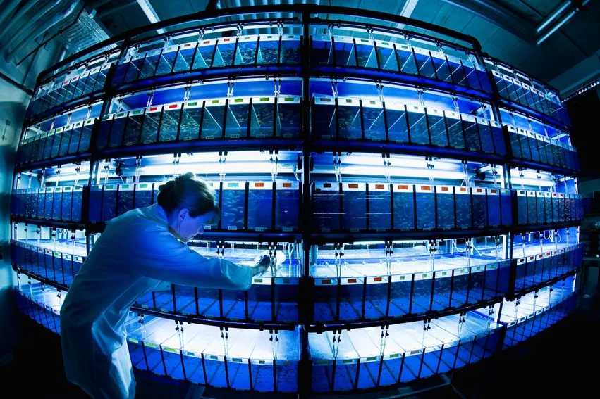 Zebrafish aquariums at the MPI-CBG in Dresden