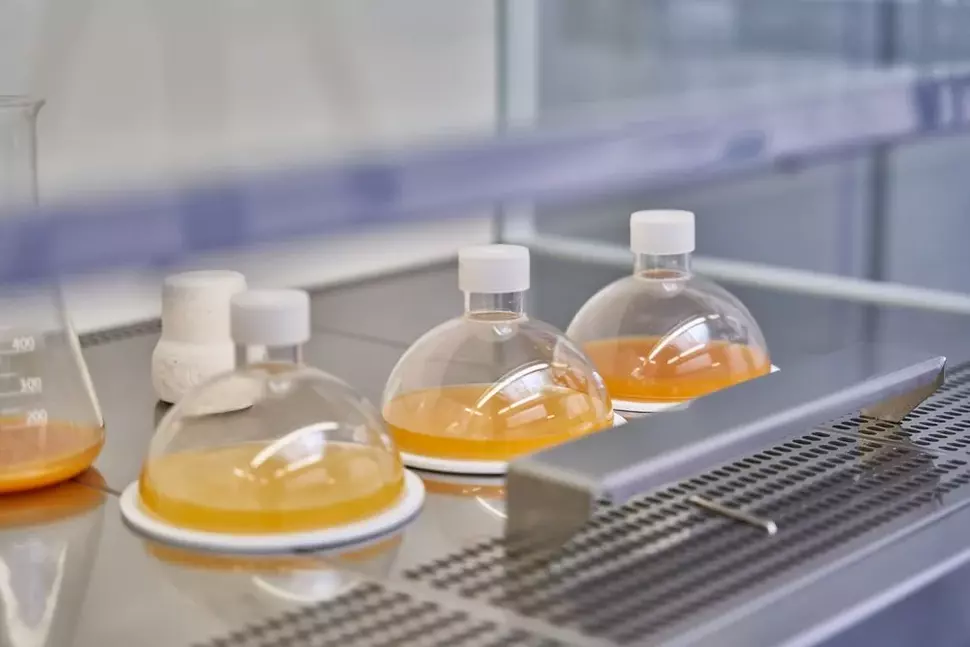 Algae cultures in the laboratory of the NewFoodSystems innovation space