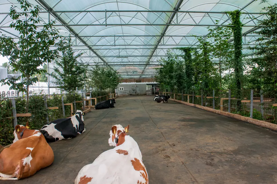 Cows in Germany's first “cow garden” at Dresdner Vorgebirgs Agrar GmbH