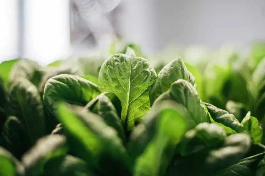 greenhub solutions from Leipzig shows the future of indoor farming